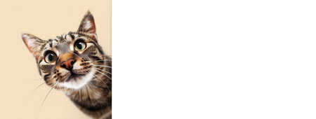 A funny cat peeks out from behind a white wall. Copy space. Generative AI.の素材
