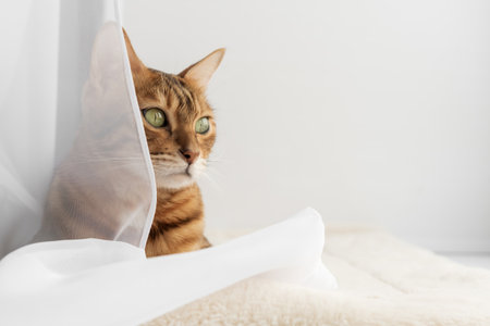 Bengal domestic cat resting on the windowsill near the window. Domestic cat resting on the windowsill at home on a sunny day.の写真素材