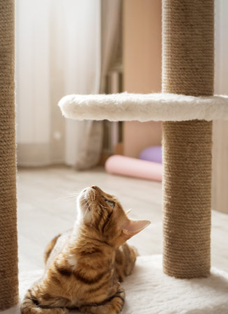 A Bengal cat rests in the living room of a cat playground. Cat at the scratching post.の写真素材