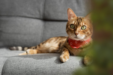 A Bengal cat lies on a gray sofa in the living room. Cat in the interior.の写真素材