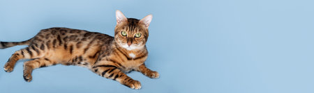 Bengal cat lies on a blue background. Portrait of a red cat isolated. Copy space.の写真素材