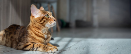 Bengal cat resting on the floor in the living room. Pedigree cat in a home interior.の写真素材