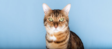 Head shot of a Bengal cat on a blue background. Copy space.の写真素材