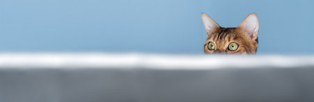 A funny red cat looks out and hides. The cats head peeks out on a blue background.の写真素材