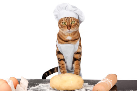 The cat is a baker in an apron and a hat with dough. The cat is preparing food.の写真素材