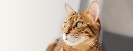 Close-up profile of a Bengal cat with green eyes directed to the side against a blurred background. Copy space.の写真素材