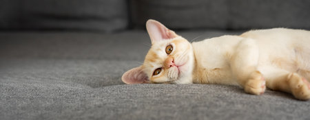 Cute Burmese kitten lies on the sofa. Red Burmese kitten in the interior of the house. Copy space.