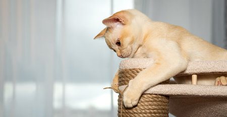 Funny red Burmese kitten playing on cat tree. Cute indoor cat.の写真素材
