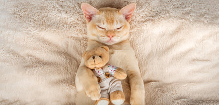 Kitten sleeping on a cozy blanket hugging a toy. Red Burmese kitten dozing comfortably with a teddy bear on a blanket.の写真素材