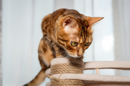 Bengal cat playing on cat tree. Cat and cat furniture.