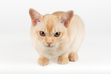 Burmese kitten on a white studio background. Full-length purebred kitten.の写真素材