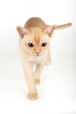Burmese kitten on a white studio background. Full-length purebred kitten.の写真素材