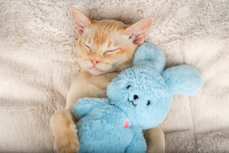 Kitten sleeping on a cozy blanket hugging a toy. Burmese kitten dozing comfortably with a plush bunny on a blanket.の写真素材
