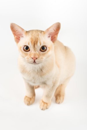 Burmese kitten on a white studio background. Full-length purebred kitten.の写真素材