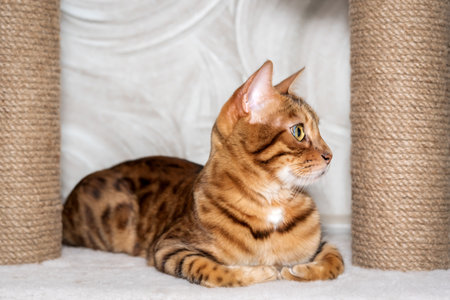Bengal adult cat resting near scratching post. Pedigree cat sitting on floor.の写真素材