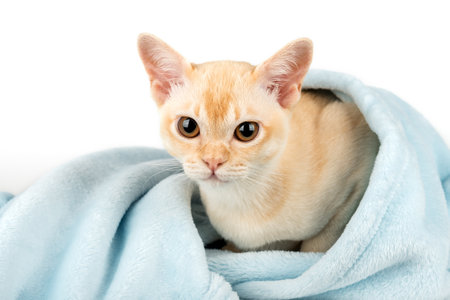 Ginger kitten hiding under blue blanket. Cat and blanket on white background.