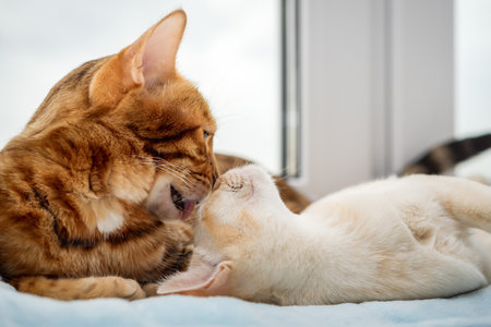 A Bengal cat and a Burmese kitten lie next to each other. Two cats rest by the window.
