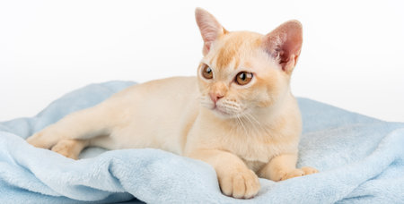 Purebred red Burmese kitten lying on blue blanket, white background, isolatedの写真素材