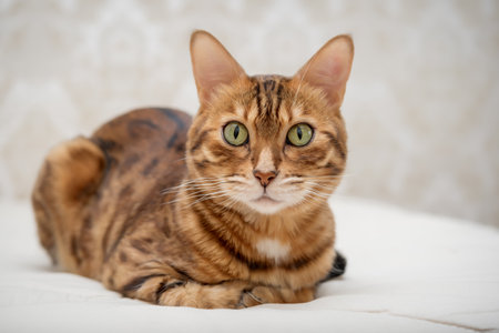 A red Bengal cat lies on the bed at home. Cat in a home interior.