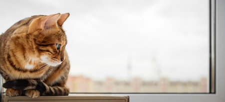 Bengal domestic cat resting near the window. Copy space.の写真素材