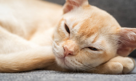 Adorable Birman kitten on the sofa. Cute cat in home interior. Close-up.の写真素材