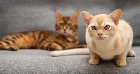 Adorable kitten on the sofa. Cute cat in home interior.の写真素材