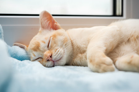 A ginger kitten is resting on a window sill. The cute cat is sleeping sweetly on a blue blanket.