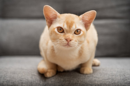 Adorable kitten on the sofa. Cute cat in home interior.の写真素材