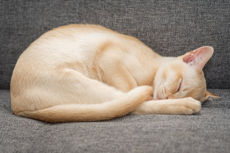 Adorable kitten on the couch. Cute cat sleeps sweetly on the couch.の写真素材