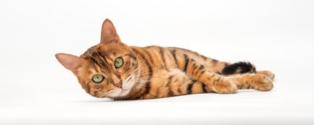 Bengal cat isolated on white for advertising. Portrait of a charming purebred catの写真素材