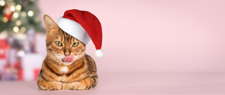 Adorable bengal cat in santa hat. Christmas licking cat for advertising isolated on winter new year background. Copy space.の写真素材