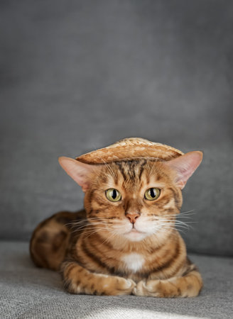 Funny Bengal cat in a straw hat. The cat in the hat is resting on the sofa.の写真素材