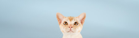 Cream Burmese cat on a colored background. Copy space.の写真素材