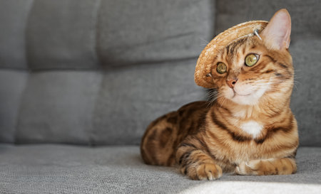 Funny Bengal cat in a straw hat. The cat in the hat is resting on the sofa.の写真素材
