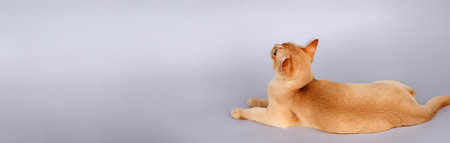 Adorable cream Burmese kitten on a colored background. Copy space.の写真素材