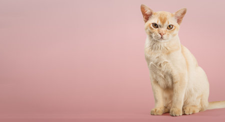 Cream Burmese cat on a colored background. Copy space.の写真素材