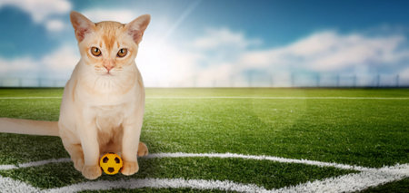 Funny kitten with a ball on a football field. Copy space.の写真素材