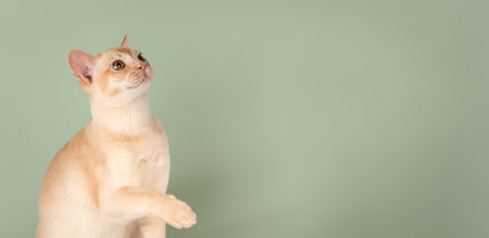 Adorable cream kitten of Burmese cat. Cat for advertising on color uniform background. Copy space.の写真素材