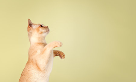 Adorable cream kitten of Burmese cat. Cat for advertising on color uniform background. Copy space.の写真素材