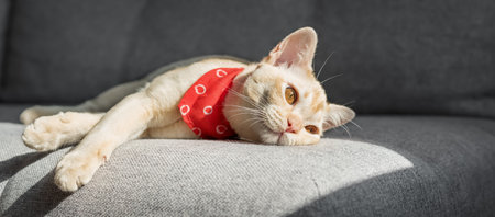 A cream cat with amber eyes and a headscarf rests on a gray sofa.の写真素材