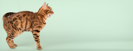 Bengal cat with open mouth. Side view. Studio shot on color background. Copy space.