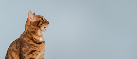 Bengal cat with open mouth. Side view. Studio shot on color background. Copy space.の写真素材