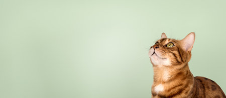 Studio portrait of an adult Bengal cat on a colored background. Side view. Copy space.