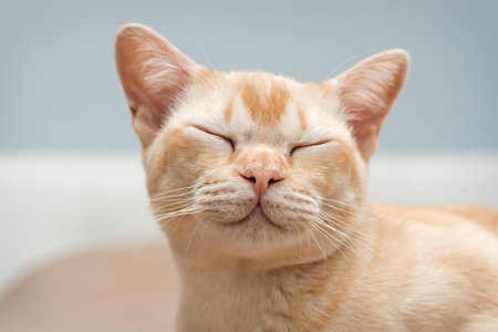 Charming pet close-up against the background of the room.の写真素材