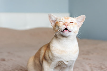 Burmese cat with open mouth in the room. Domestic cat in the interior.の写真素材