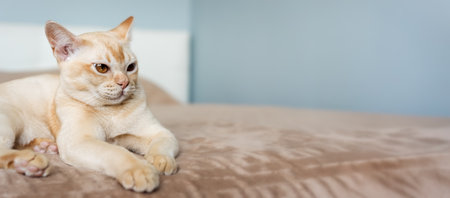 Burmese cat lies on the bed. Domestic cat in the interior.の写真素材