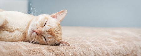 Burmese cat lies on the bed. Domestic cat in the interior.の写真素材