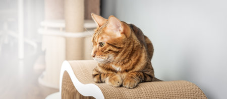 Adorable Bengal cat sitting on scratching post against modern home decor background, minimalism, neutral colors. Copy space.の写真素材