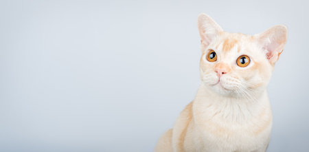 Portrait of Burmese cat against blue wall. Close-up portrait of adorable cream Burmese cat with expressive yellow eyes. Copy space.の写真素材