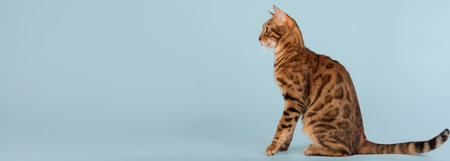Portrait of a Bengal cat. Side view Studio shot on a color background. Copy space.の写真素材